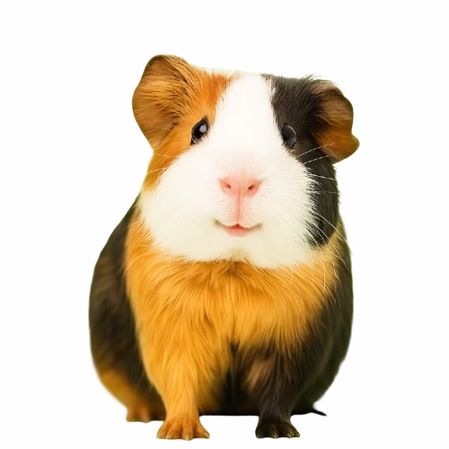 Small Pet